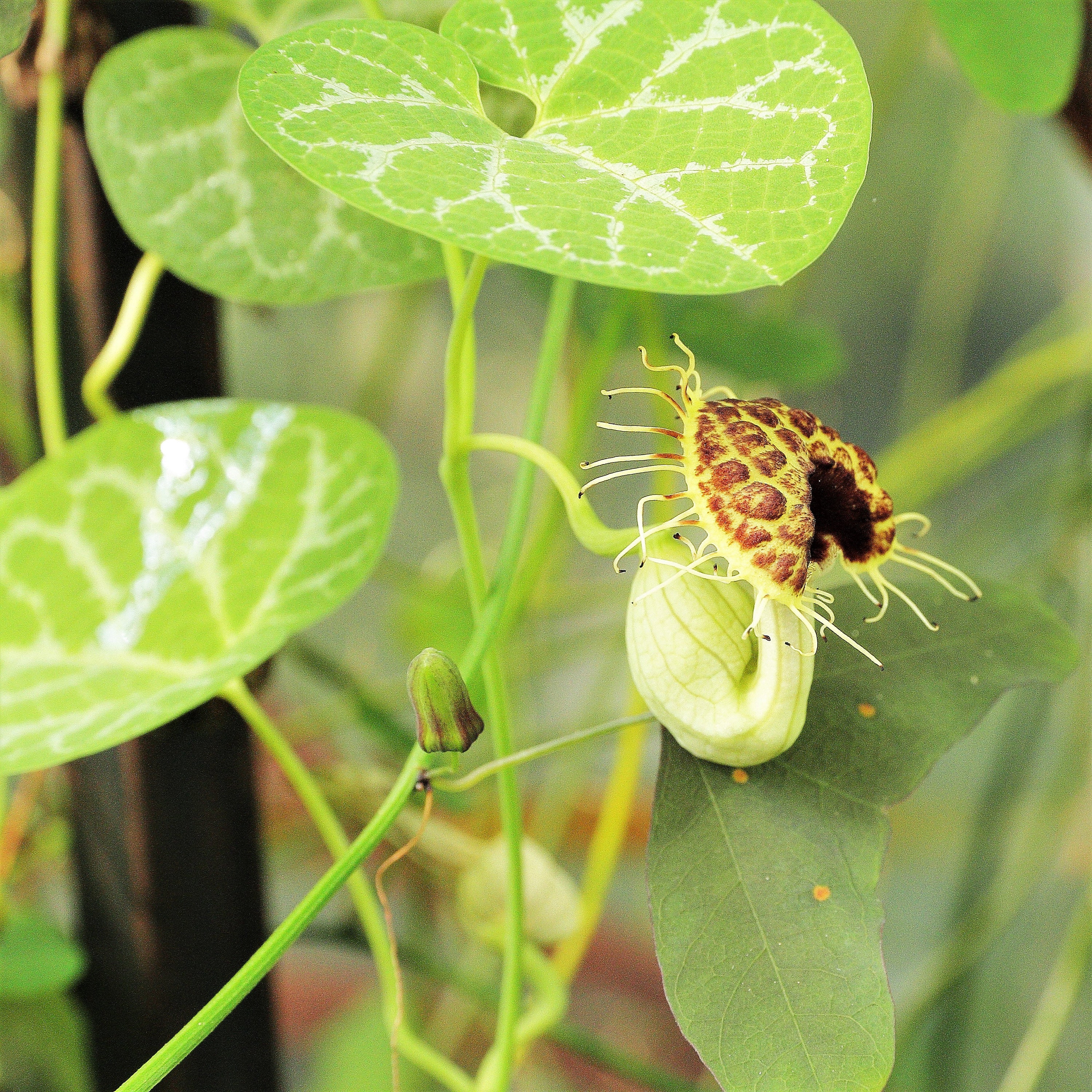 10 White Veined DUTCHMAN�S PIPE Aristolochia Fimbriata