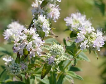 400 HAIRY MOUNTAIN MINT Pycnanthemum Pilosum Herb Flower Seeds