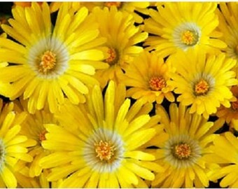 100 Gelato YELLOW ICE PLANT Mesembryanthemum Daisy Livingstone Succulent Flower Seeds