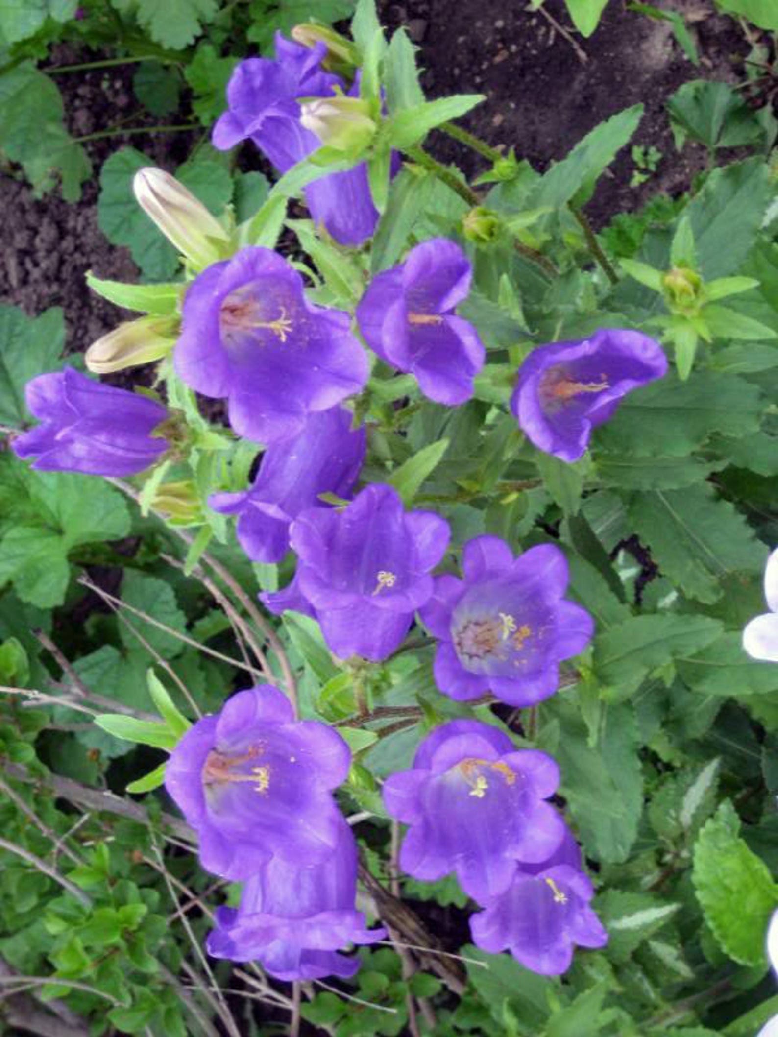 200 Blue CANTERBURY BELLS CAMPANULA Medium Flower Seeds Etsy