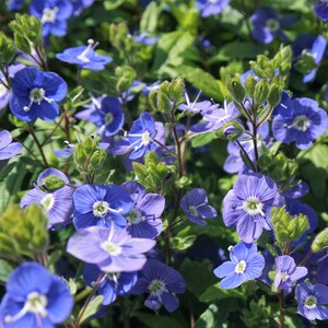 50 CREEPING BLUE SPEEDWELL Veronica Repens Groundcover Flower Seeds Comb S/H image 6