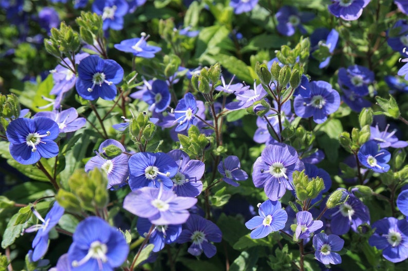 50 CREEPING BLUE SPEEDWELL Veronica Repens Groundcover Flower Seeds Comb S/H image 6