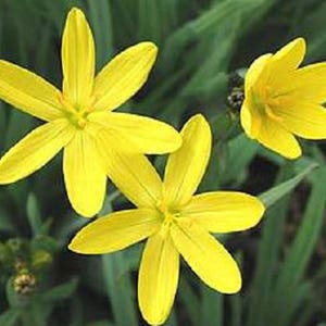 10 YELLOW EYED GRASS Ornamental Sisyrinchium Californicum Flower Seeds Flat Shipping image 1