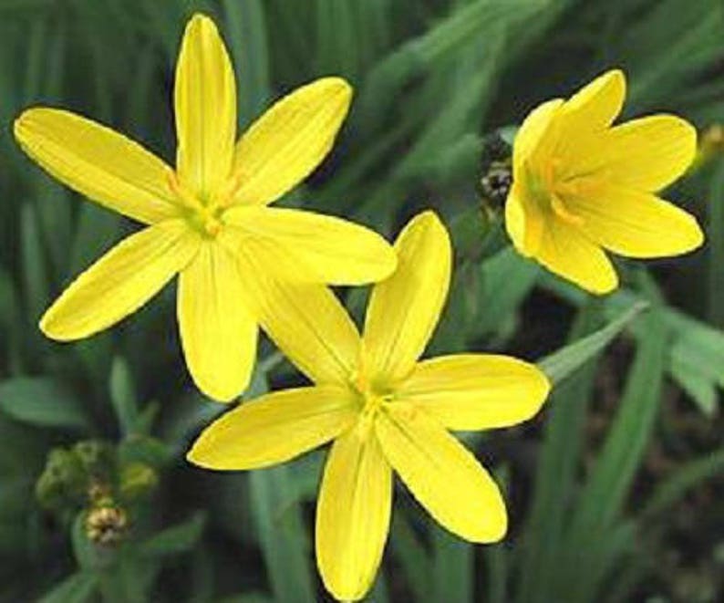 10 YELLOW EYED GRASS Ornamental Sisyrinchium Californicum Flower Seeds Flat Shipping image 1