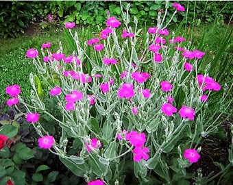 200 Organic ROSE CAMPION Magenta Silver Catchfly Lychnis Silene Coronaria Flower Seeds