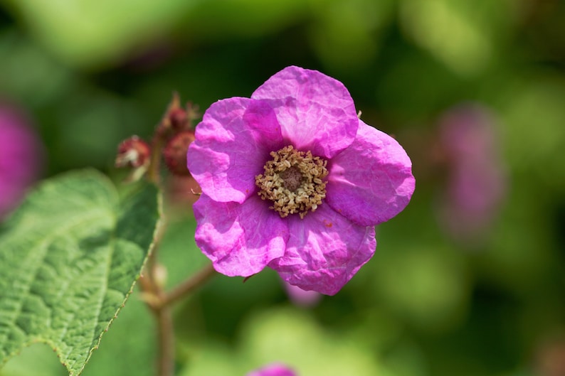 20 PURPLE FLOWERING RASPBERRY Thornless Edible Rubus Odoratus Fruit Berry Seeds image 3