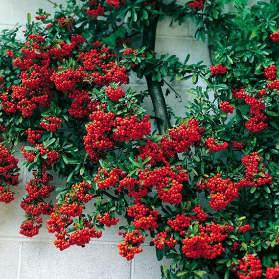 Scarlet Firethorn /"pyracantha coccinea/" 30 seeds Bonsai