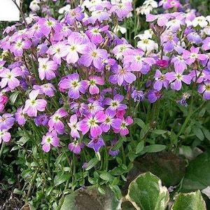 1000 EVENING (night) SCENTED STOCK Matthiola Longipetala Bicornis Flower Seeds