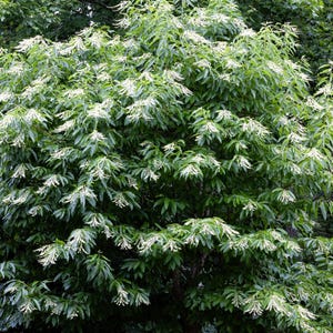 50 LILJEKONVALJEFRÖR Survedssyra Oxydendrum Arboreum Blomfrön