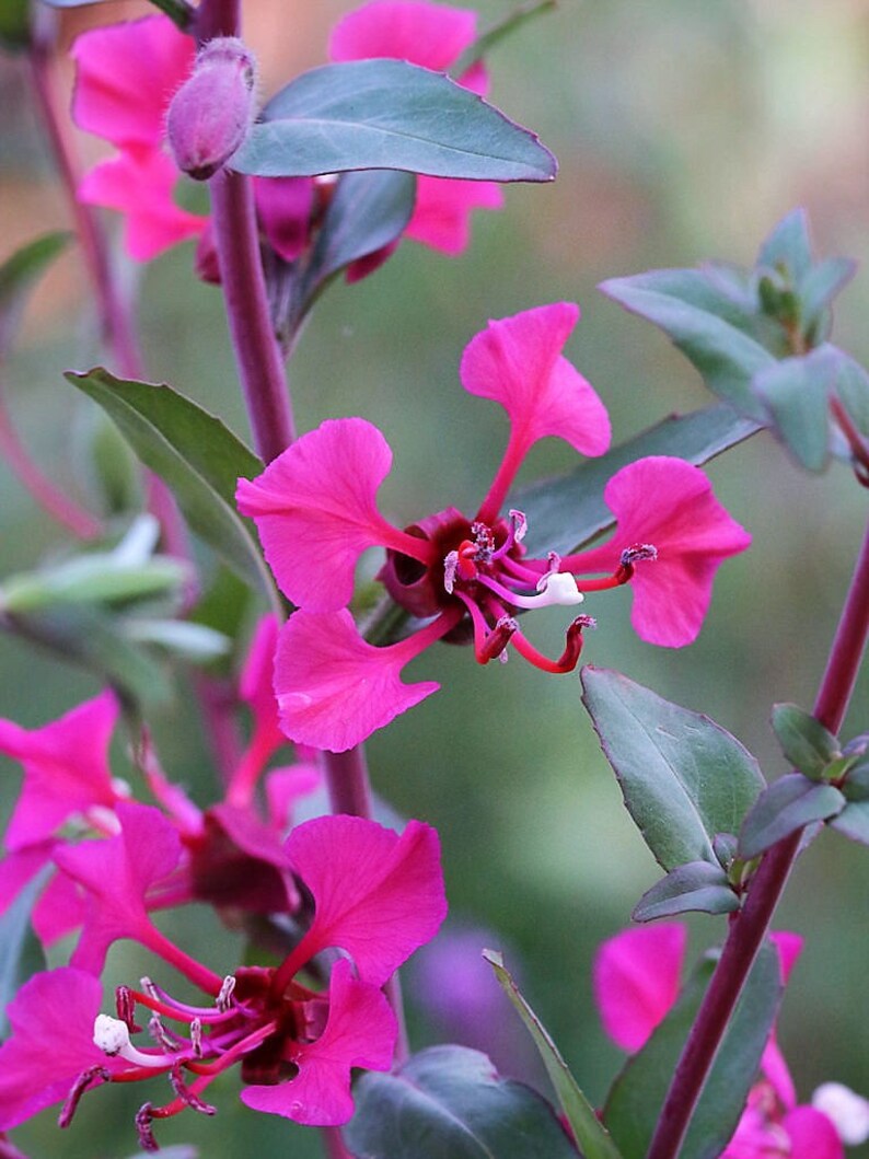 500 MIXED ELEGANT CLARKIA Mountain Garland Elegans Pink