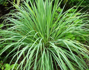 100 LEMONGRASS East Indian Lemon Grass Fragrant Ornamental Edible Cymbopogon Flexuosus Seeds