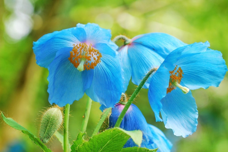 BLUE HIMALAYAN POPPY Tibetan Meconopsis Betonicifolia Flower Seeds