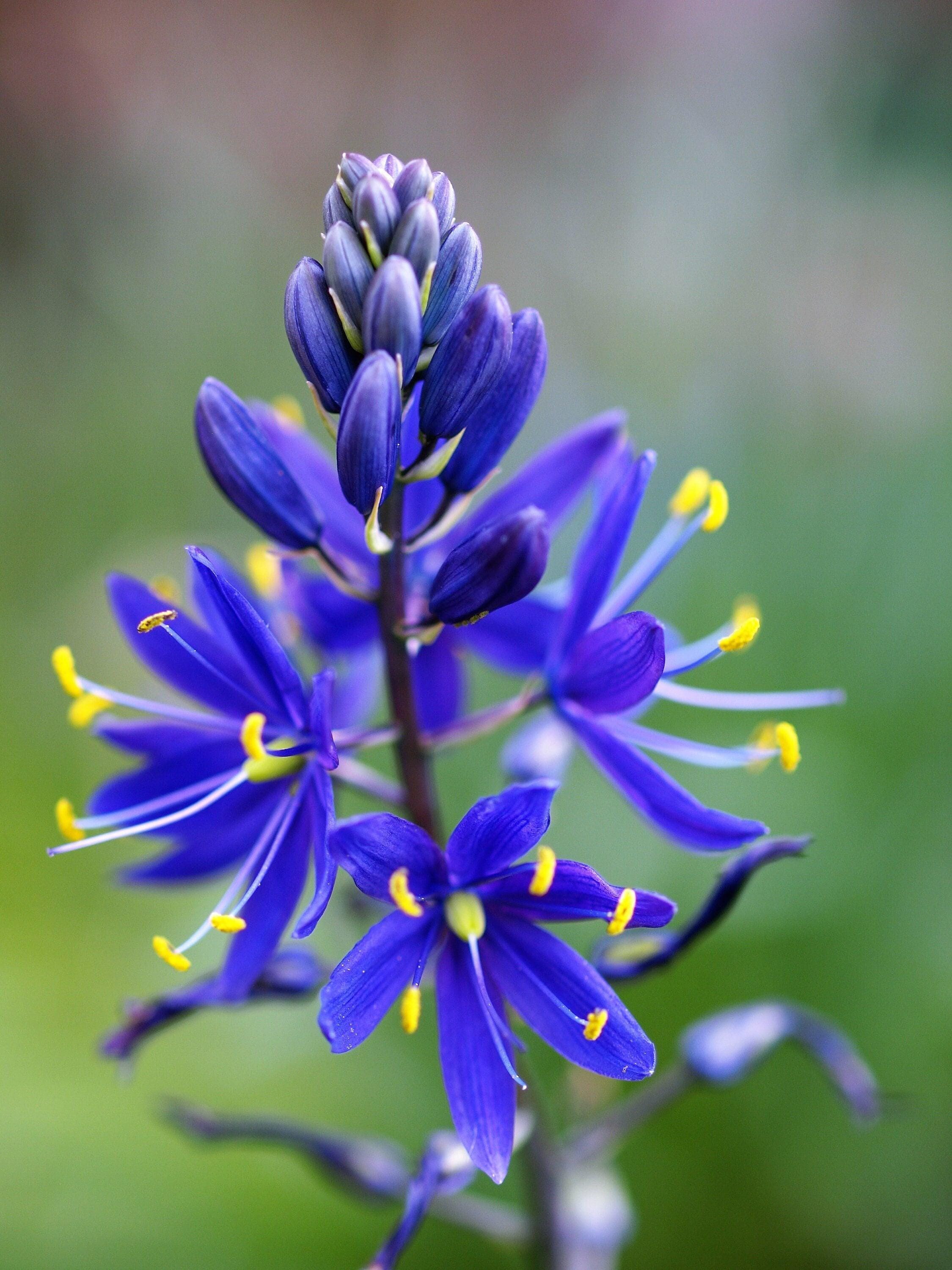 20 Azul GRANDE CAMAS Camassia Leichtlinii Gran Camass Quamasia Semillas de Flores Nativas * Envío Plano