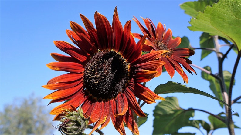 25 CHOCOLATE CHERRY SUNFLOWER Helianthus Annuus Red & Brown Flower Seeds image 2