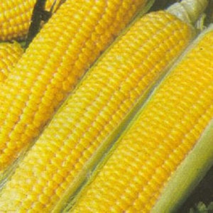 60 YELLOW CORN ' Early Xtra Sweet ' Zea Mays Vegetable Seeds image 3