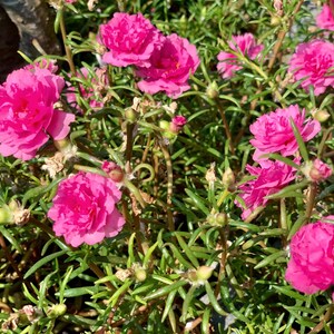 100 Pink PORTULACA Grandiflora / MOSS ROSE Flower Seeds *Flat S/H