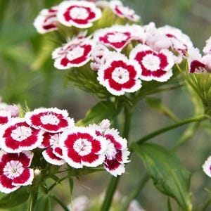 50 HOLBORN GLORY DIANTHUS Barbatus Red & White Sweet William Flower Seeds *Comb S/H