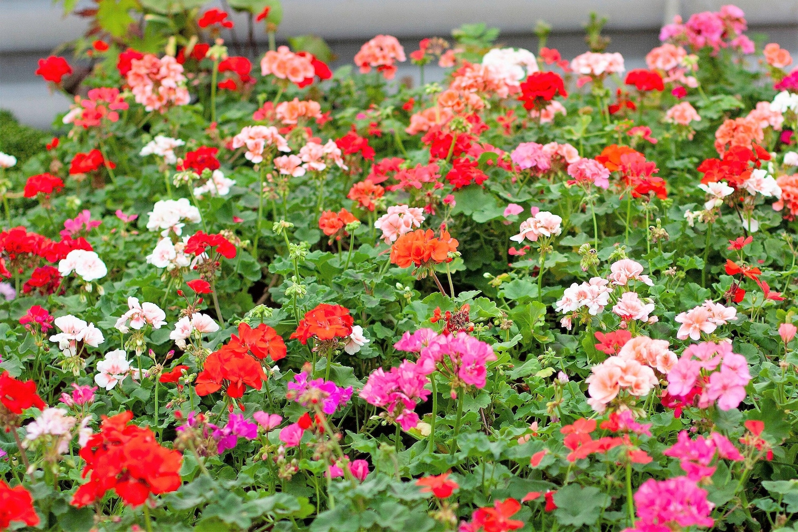 10 MIXED COLORS GERANIUM Pelargonium Zonale Pink, Purple, White, Red ...