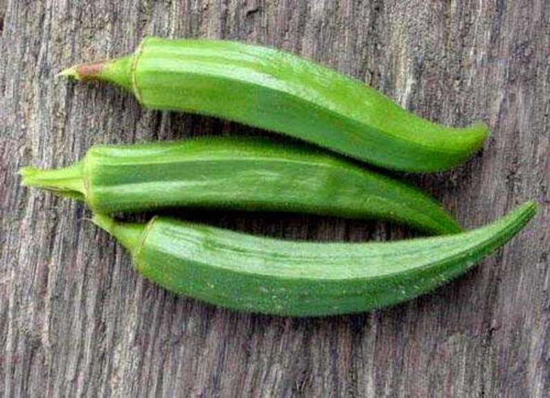 300 CLEMSON Spineless GREEN OKRA Abelmoscgus Esculentus Etsy
