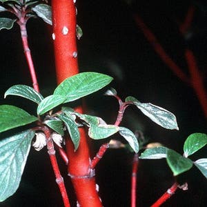 20 RED TWIG DOGWOOD American Red Osier Shrub White Flower Cornus Sericea Seeds image 2