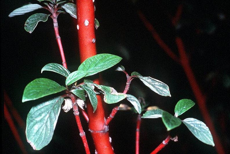 20 RED TWIG DOGWOOD American Red Osier Shrub White Flower Cornus Sericea Seeds image 2