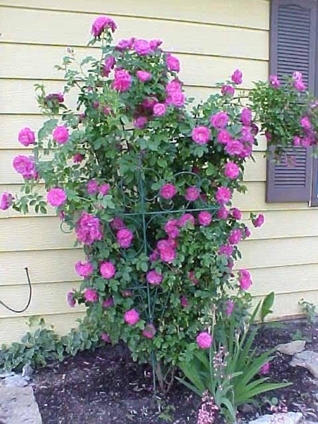 5 PURPLE CLIMBING ROSE Rosa Bush Vine Climber Fragrant Butterfly Flower ...