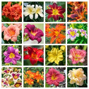 Daylily seeds - Etsy 日本