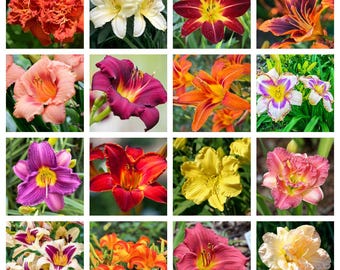 10 LIRIO DE DÍA DE COLORES SURTIDOS Hemerocallis Lirio de Día Mezcla Fina Semillas de Flores Rojas y Moradas