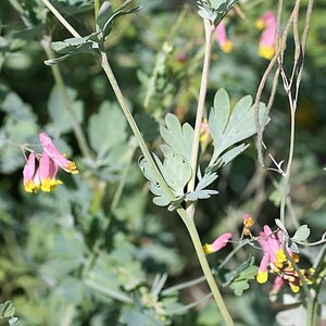 50 ROCK HARLEQUIN Pink & Yellow Corydalis Sempervirens Flower Seeds image 4