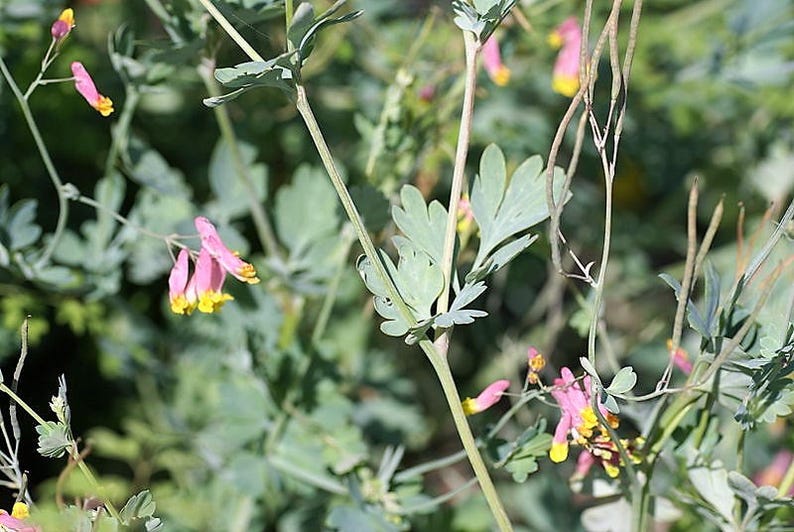 50 ROCK HARLEQUIN Pink & Yellow Corydalis Sempervirens Flower Seeds image 4