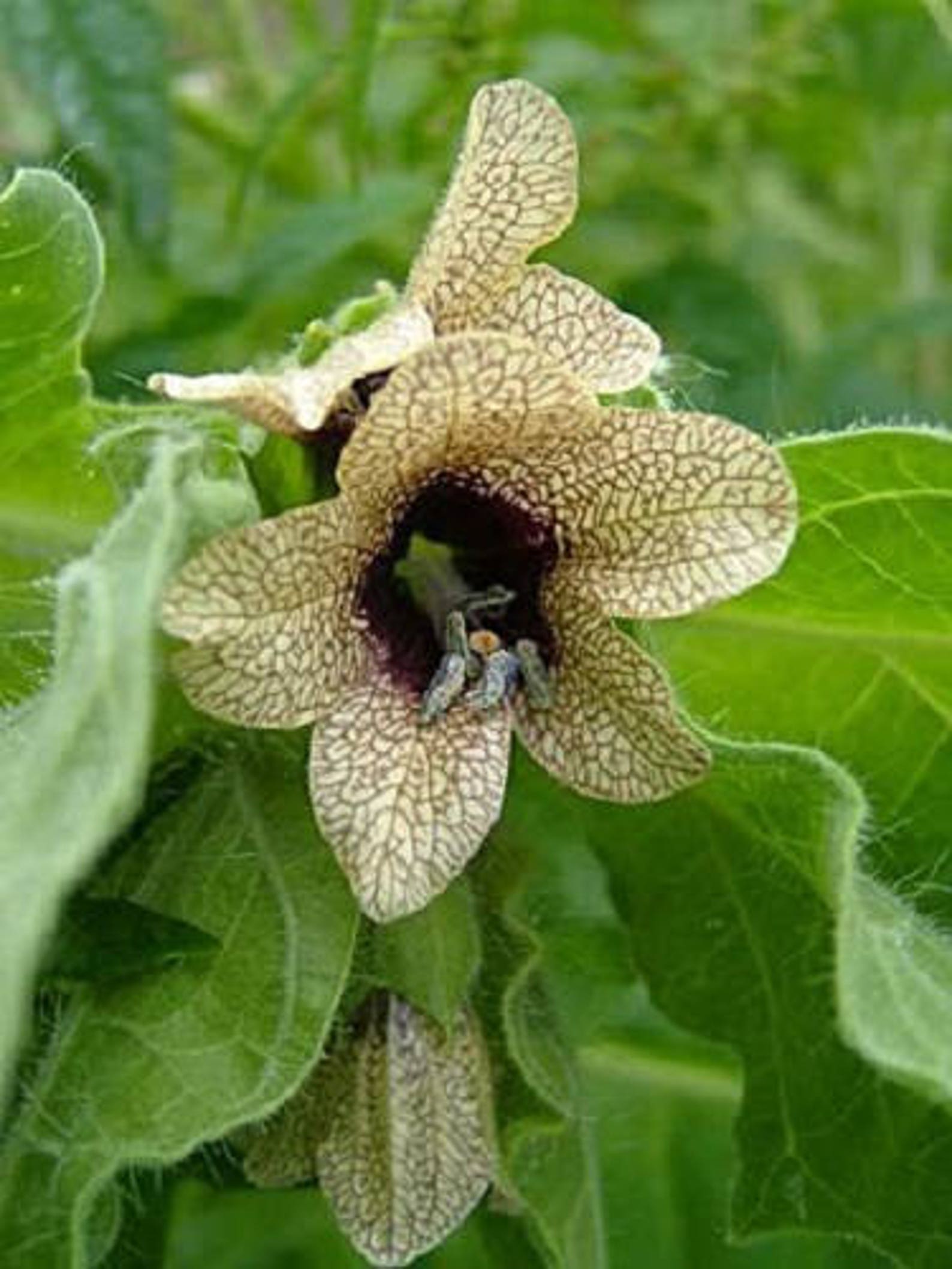 200 HENBANE Stinking Nightshade / Black Henbane Hyoscyamus | Etsy