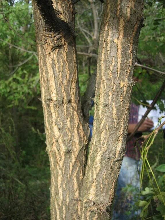 25 Flowering BLACK LOCUST TREE yellow Locust / False Acacia Etsy