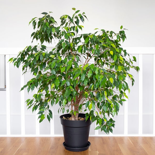 50 FIGUE Pleureuse Ficus Benjamina Benjamin Graines de plantes d'intérieur d'hévéa indien
