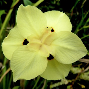 20 IRIS D'AFRIQUE JAUNE Quinzaine de graines de fleurs d'iris de paon espagnol bicolore, drapeau papillon bicolore
