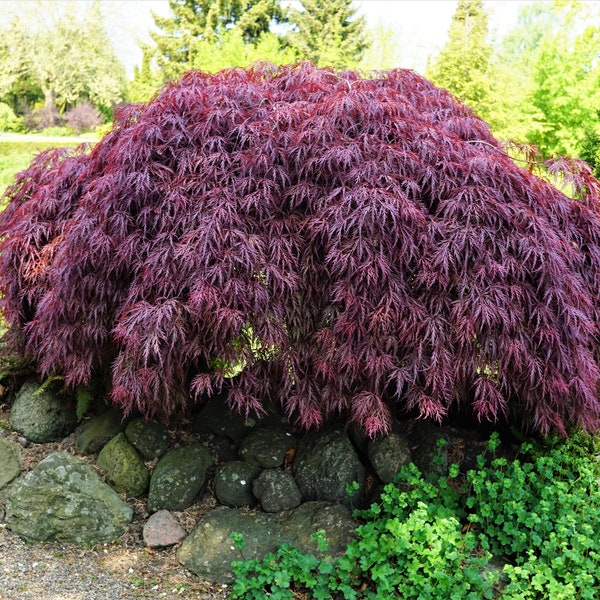 10 INABA SHIDARE MAPLE Weeping Red Laceleaf Japanese Acer Palmatum Dissectum Tree Seeds