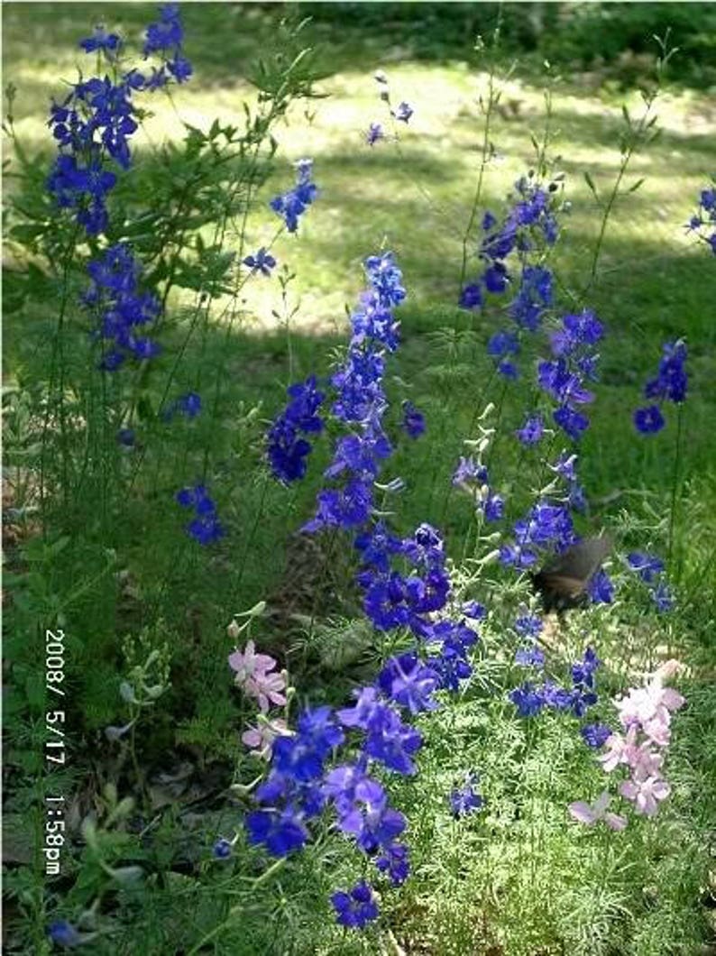 100 BLUE SPIRE LARKSPUR Delphinium Consolida Ambigua