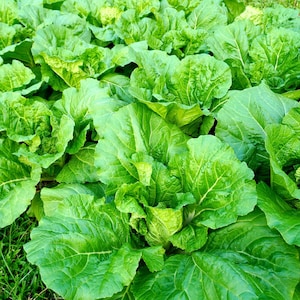 3000 FLORIDA BROADLEAF MUSTARD Brassica Juncea Herb Vegetable Seeds
