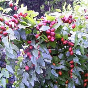 20 ROTE chinesische Dattelbaum-essbare Frucht-Jujube Ziziphus Jujuba gelbe Blumensamen
