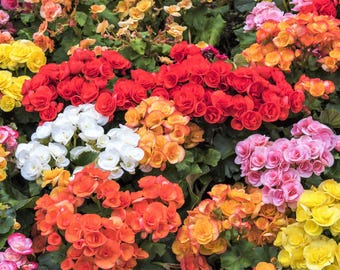 10 gemischte Doppel BEGONIA Tuberosa Tuberosa Begonia Rot Rosa Weiß Gelb Orange Shade Blumensamen
