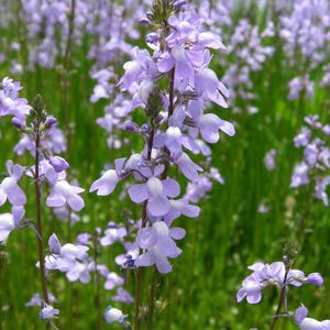 100 BLUE TOADFLAX Linaria Canadensis Antirrhinum Canadian Flower Seeds
