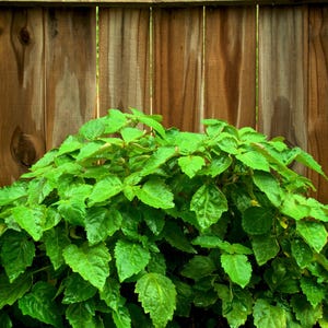 5 TRUE PATCHOULI SHRUB Fragrant Patchouly Pogostemon Cablin Herb Seeds