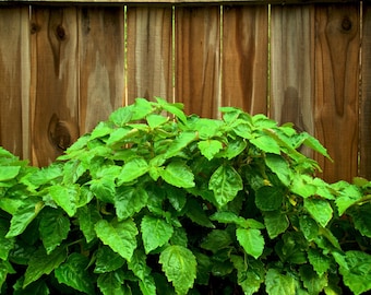 5 TRUE PATCHOULI SHRUB Fragrant Patchouly Pogostemon Cablin Herb Seeds