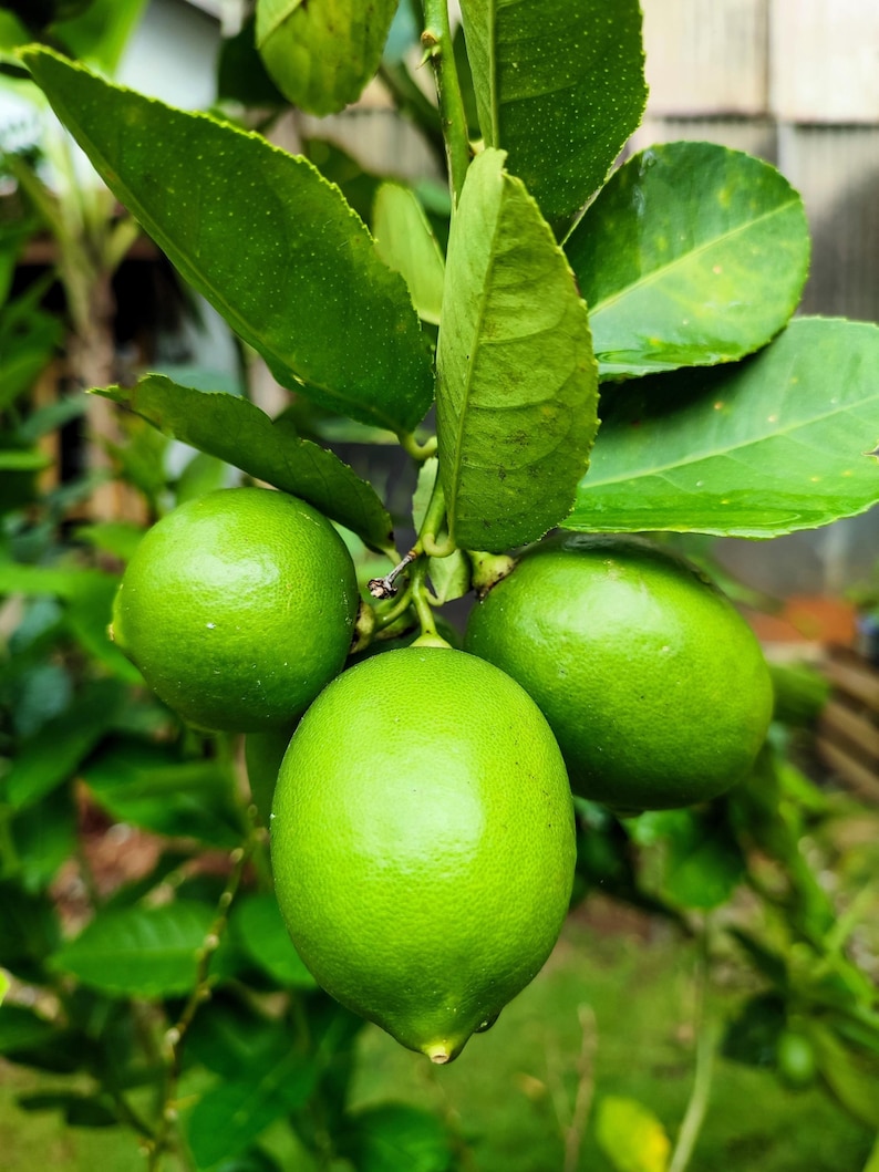 May include: Close-up of three green limes hanging from a lime tree branch. The limes are round and smooth, with a glossy finish. The leaves of the tree are green and lush.