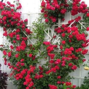 5 RED CLIMBING ROSE Rosa Bush Vine Climber Fragrant Butterfly Flower Seeds