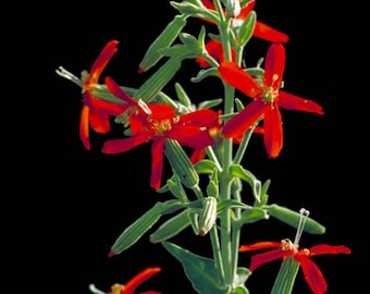 20 ROYAL RED CATCHFLY Hummingbird & Endangered Native Flower Silene Regia Seeds