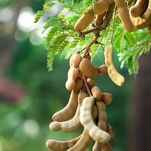 5 ÁRVORE DE FRUTA DE TAMARINDO Tamarindus Indica Feijão Pod Sementes de Legumes