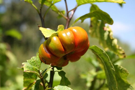 25 TURKISH ORANGE EGGPLANT Scarlet Solanum Aethiopicum Fruit Vegetable  Seeds 