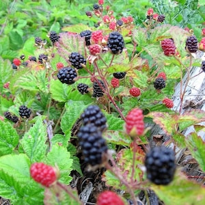 25 TRAILING BLACKBERRY Pacific Rubus Ursinus Vining Shrub Fruit Berry Seeds