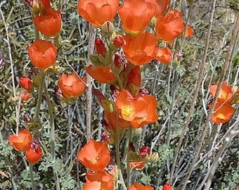 20 abrikoos WOESTIJN GLOBEMALLOW kaasjeskruid Sphaeralcea Ambigua bloemzaden