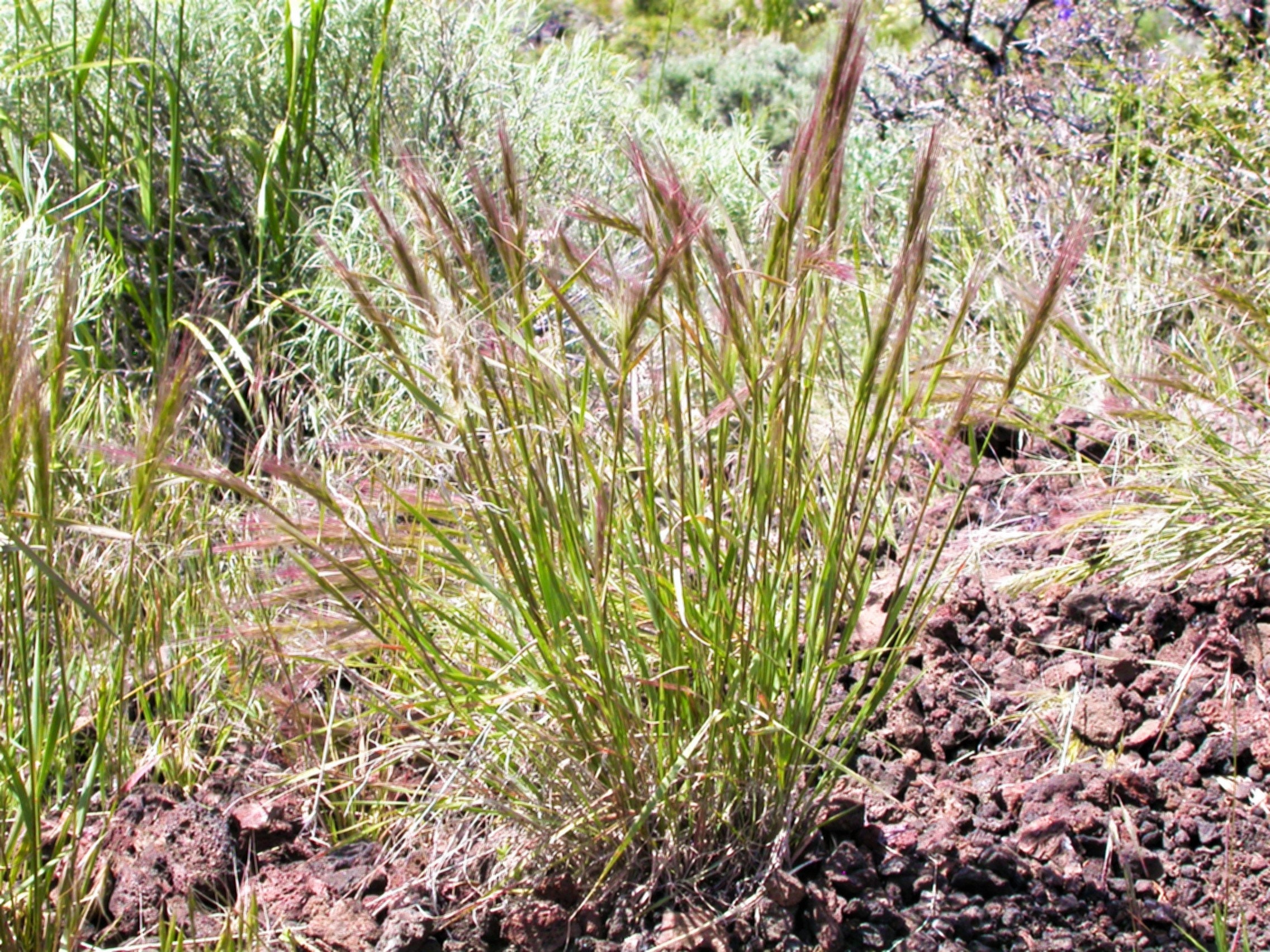 300 Bottlebrush SQUIRRELTAIL RYE GRASS Elymus Elymoides Syn Etsy